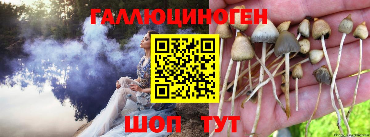 Галлюциногенные грибы Psilocybine cubensis Биробиджан